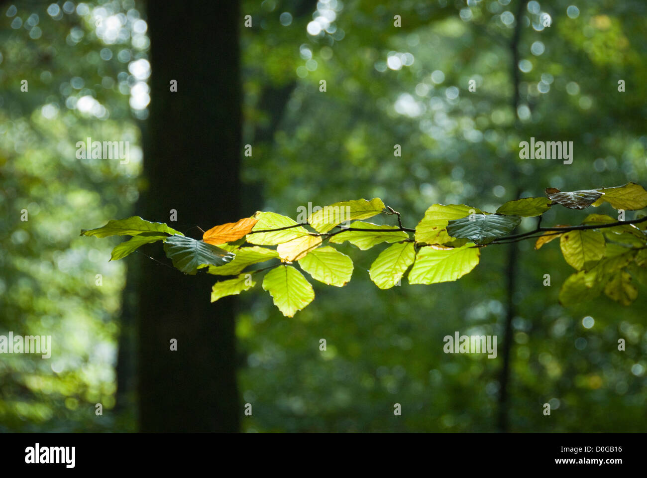 Autumn leaves of a beech tree in sunlight nature, Ardennes, Belgium Stock Photo