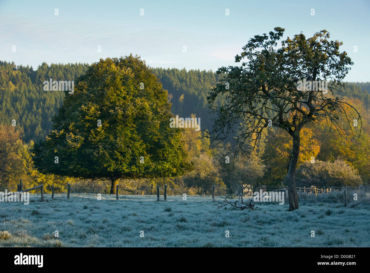 Landscape late autumn or beginning winter with trees in the Ardennes, Grandmenil Stock Photo