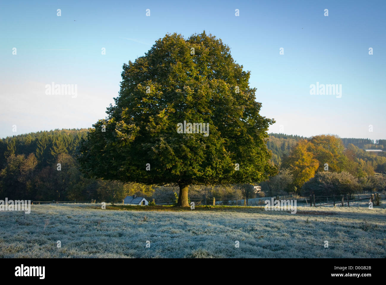 Landscape late autumn or beginning winter with trees in the Ardennes, Grandmenil Stock Photo