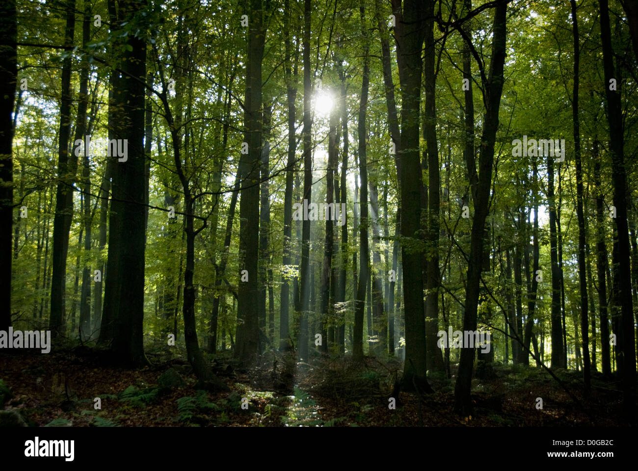 Forest autumn with sun coming through in rays beech trees Stock Photo