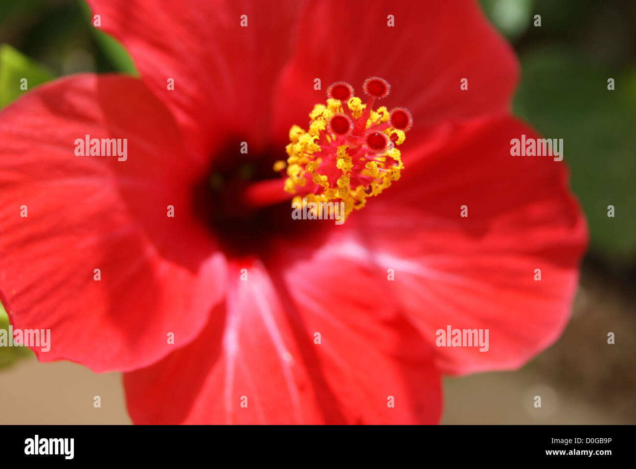 Hibiscus stamen hi-res stock photography and images - Alamy