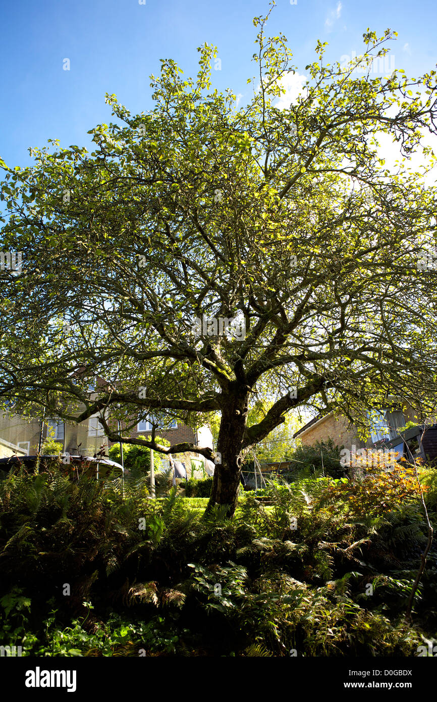 Apple tree in rural garden Surrey uk gb photo by Jack Cox Stock Photo