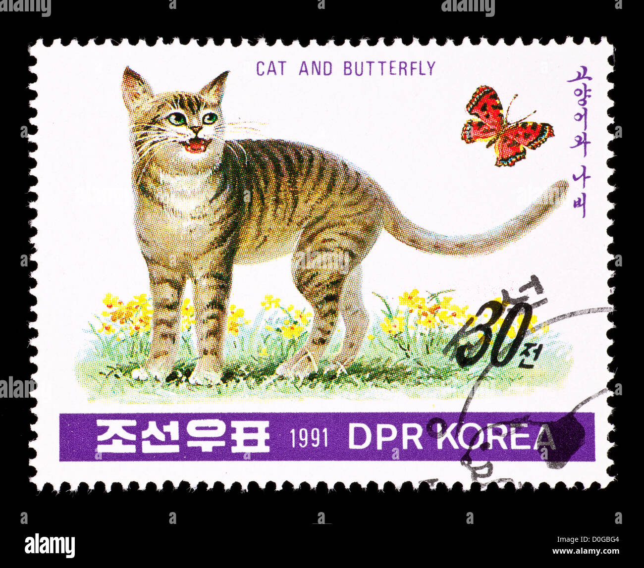 cat chasing butterfly