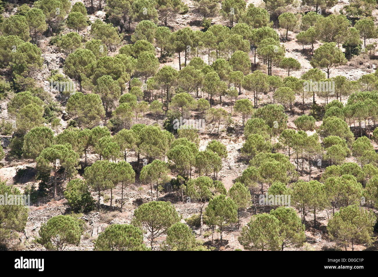 A landscape of stone pine trees on the slope of a mountain in the Wadi