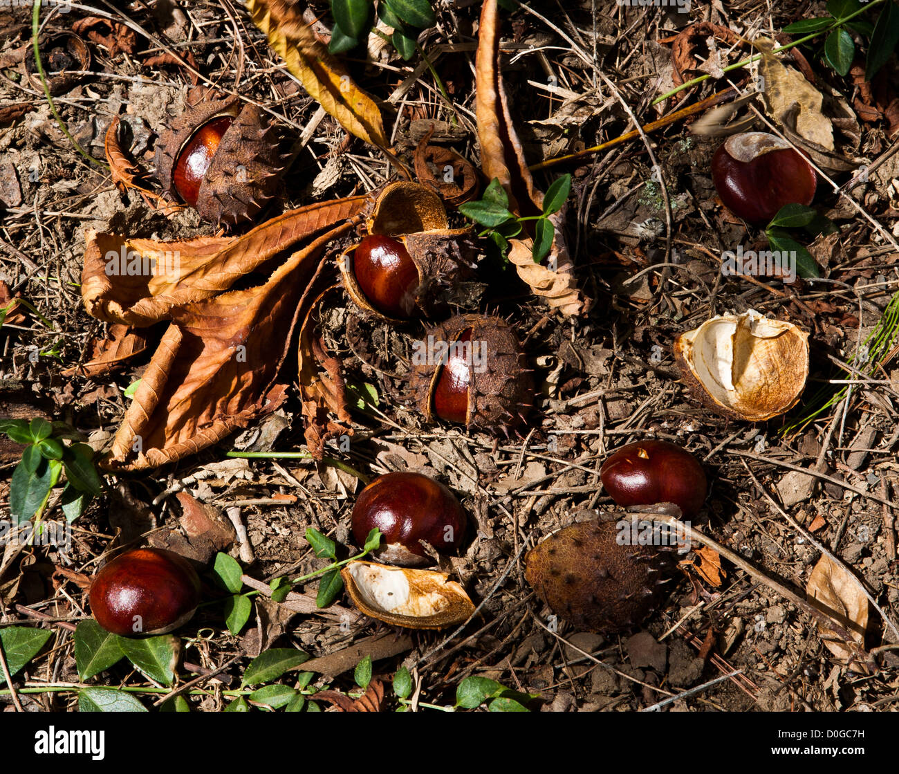 Close up of American Chestnuts fallen from a tree, ready for harvesting