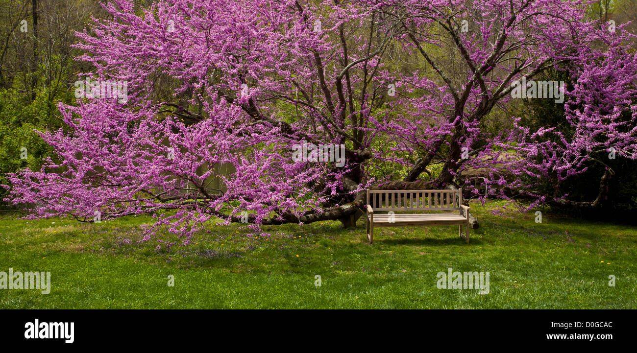 Colourful Spring wooden bench / love seat under a Red bud tree garden seat Freehold Township, Monmouth County, New Jersey, USA, Victorian color pastel Stock Photo