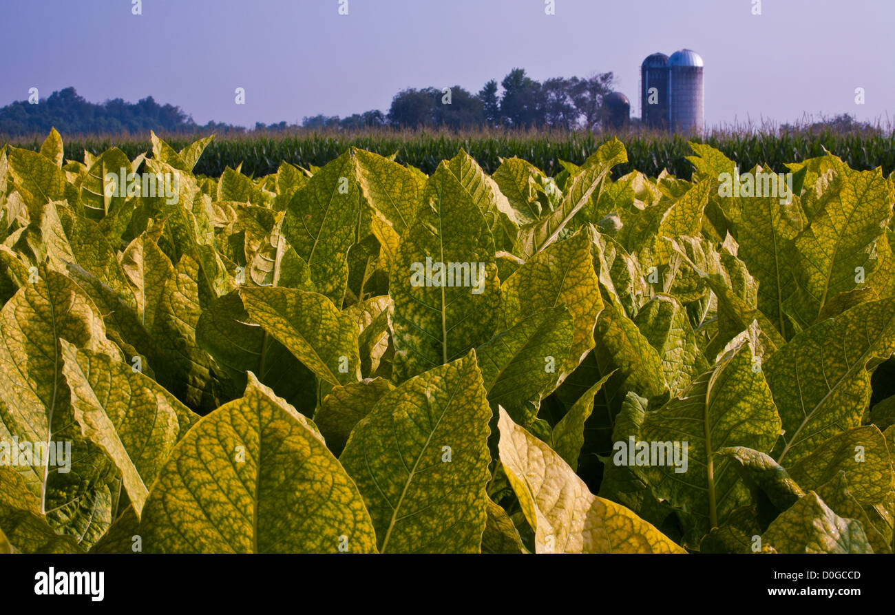Rural Pennsylvania Crops Stock Photos & Rural Pennsylvania Crops Stock