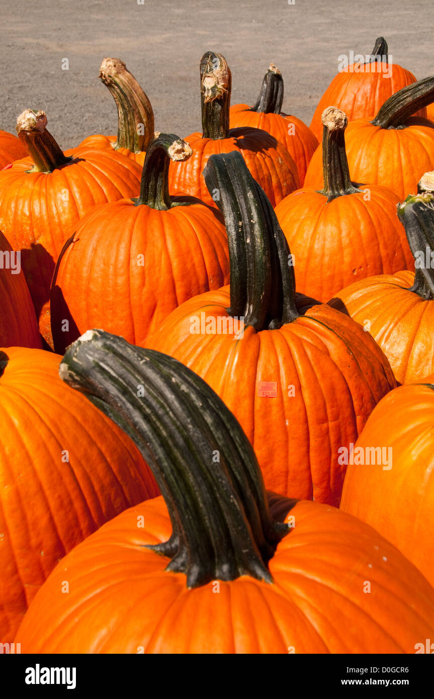 USA, Leesburg in rural Virginia, Heider's vegetable and fruit stand