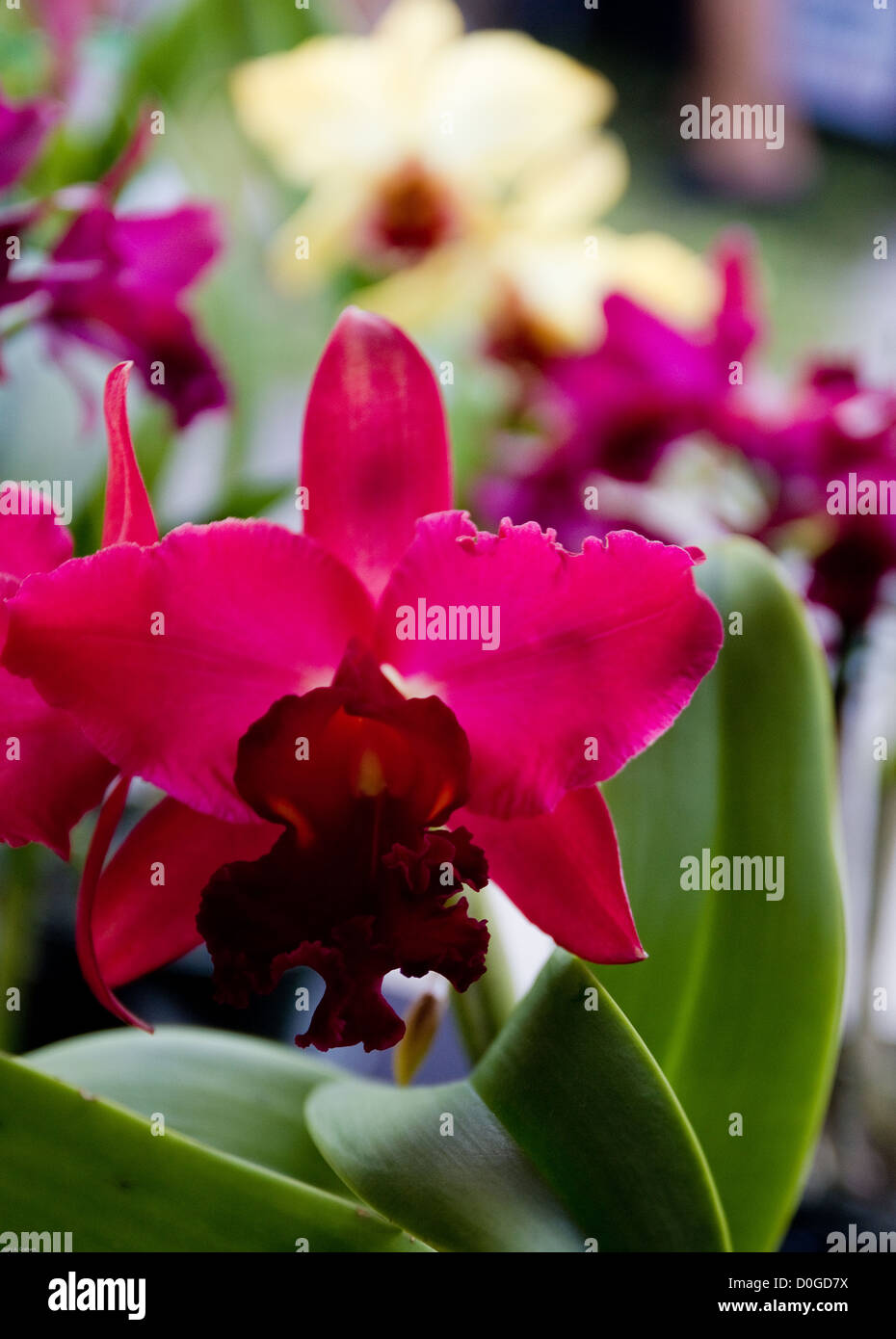 A yellow orchid with a deep red tongue lurks in the background while the dark magenta orchid takes center stage. Stock Photo