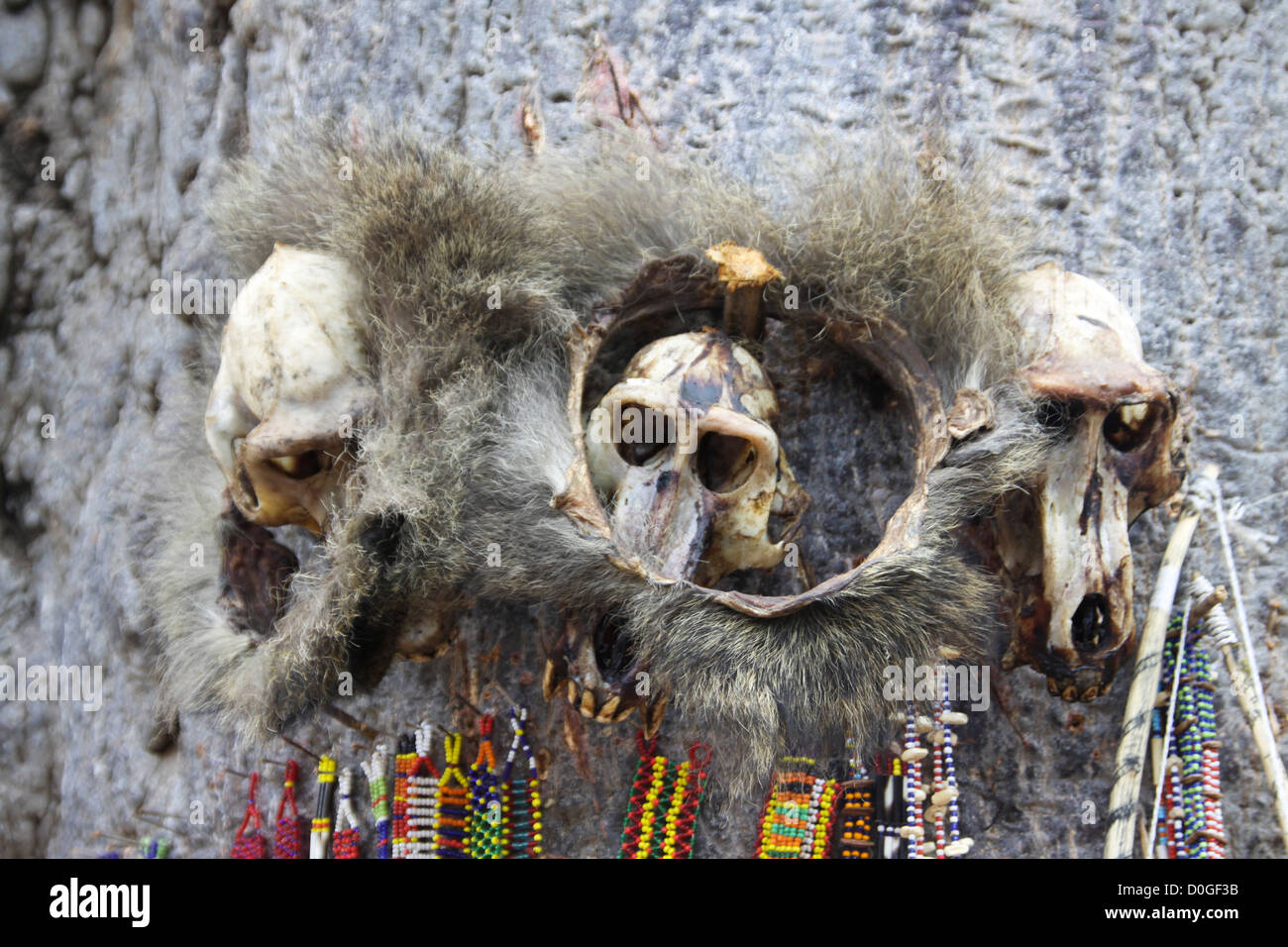 Africa, Tanzania, Lake Eyasi, ornamental skulls and beads used by the local witch doctor Stock Photo