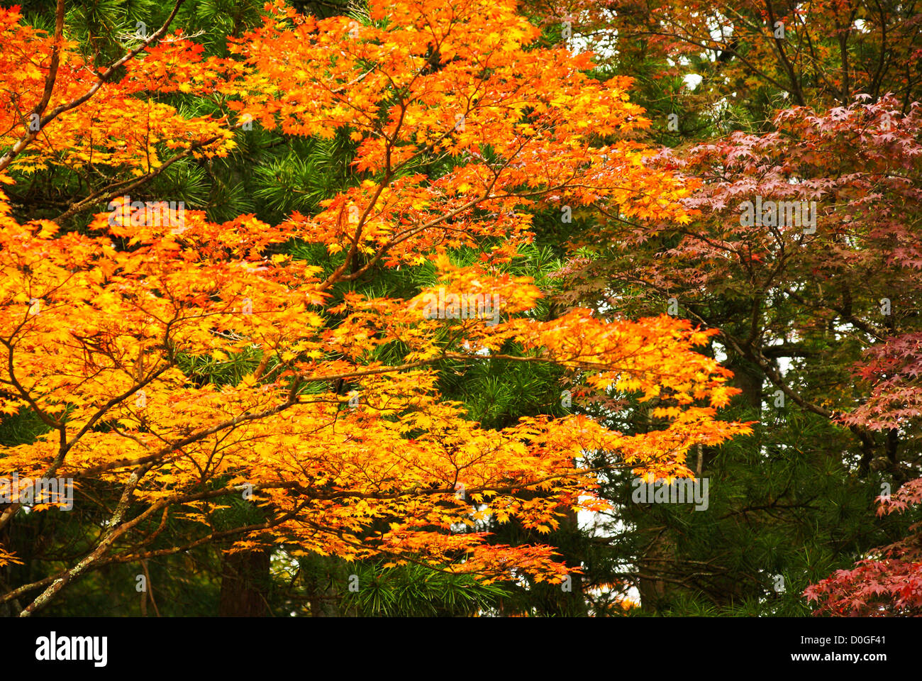 Mount Koya (Koya San), Japan Stock Photo