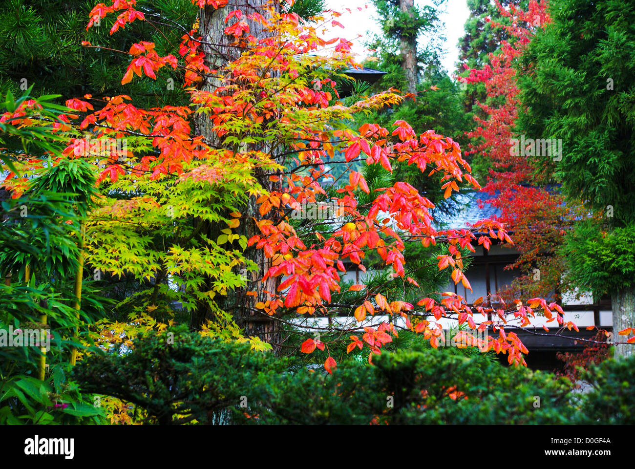 Mount Koya (Koya San), Japan Stock Photo