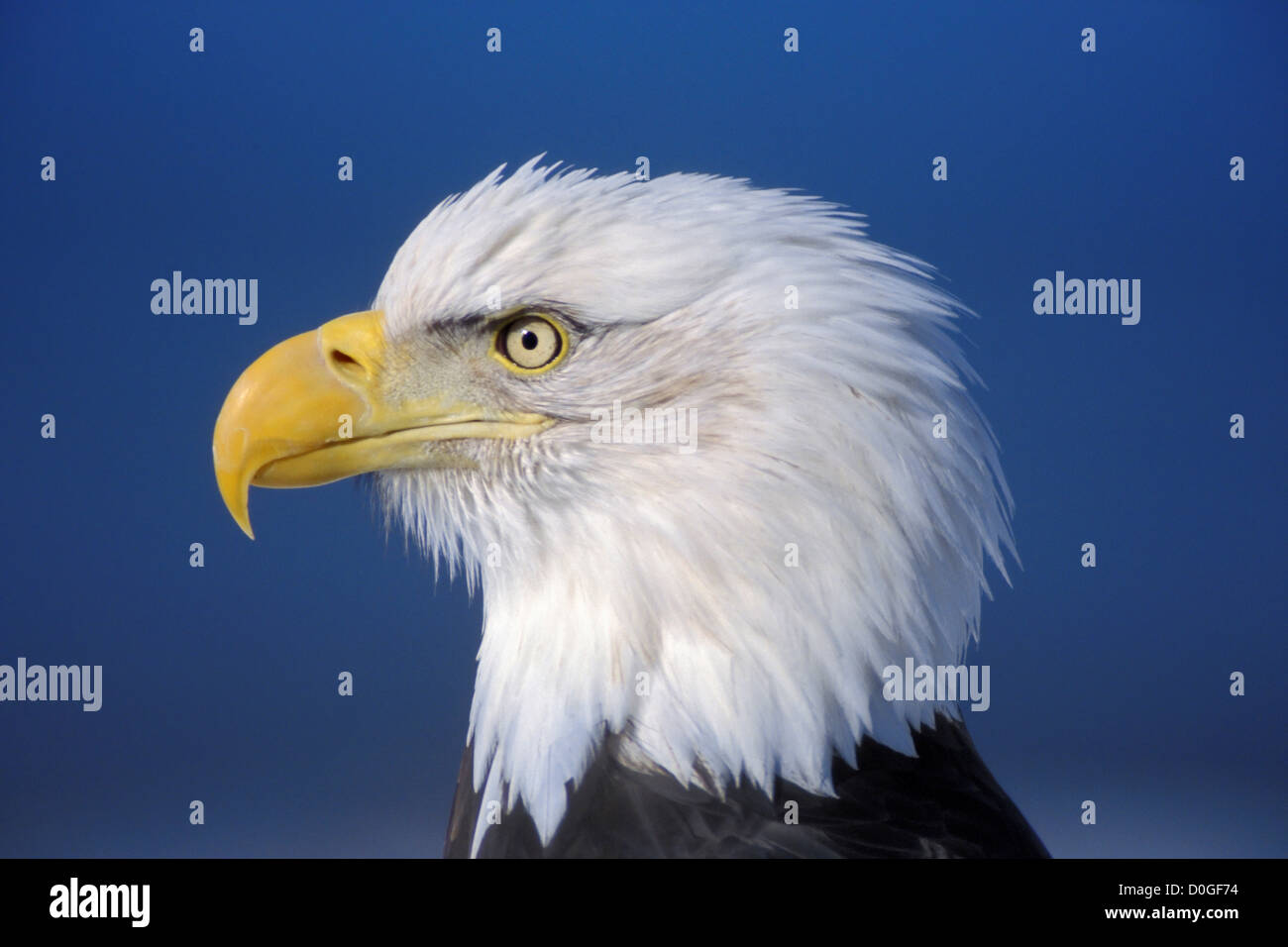 Bald Eagle Profile Stock Photo Alamy