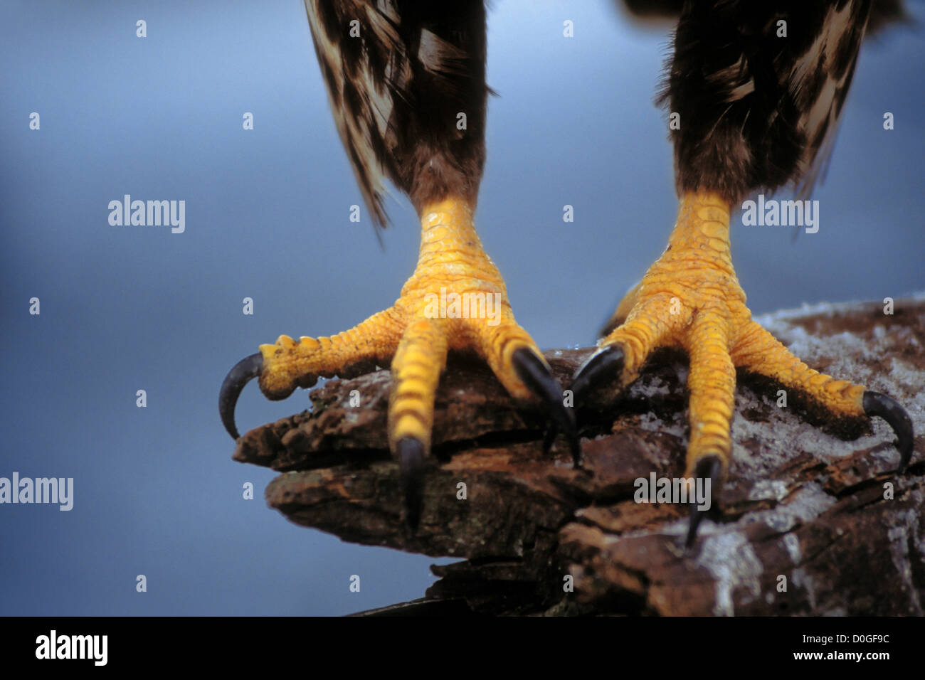 Talons of a Bald Eagle Stock Photo Alamy