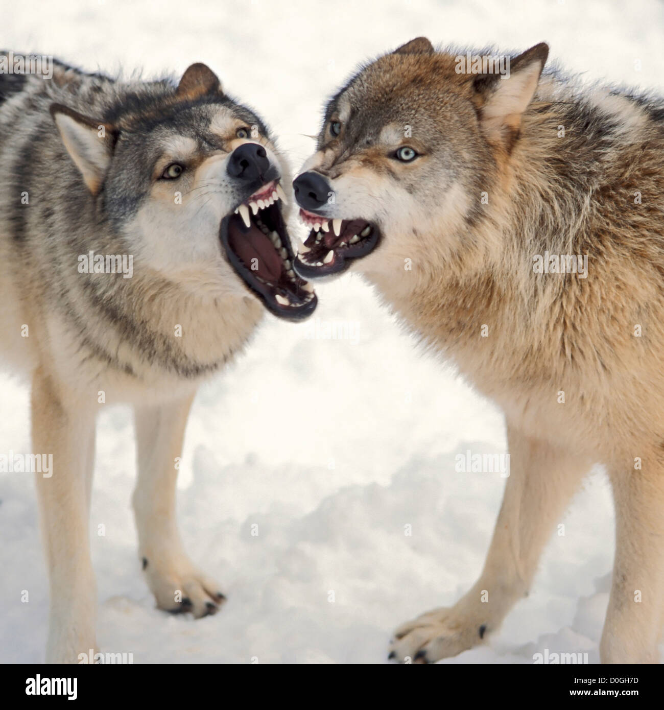 Gray Wolves Baring Their Teeth Stock Photo