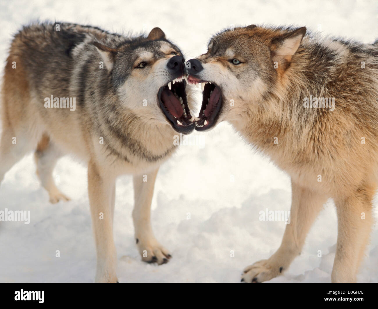 Gray Wolves Baring Their Teeth Stock Photo