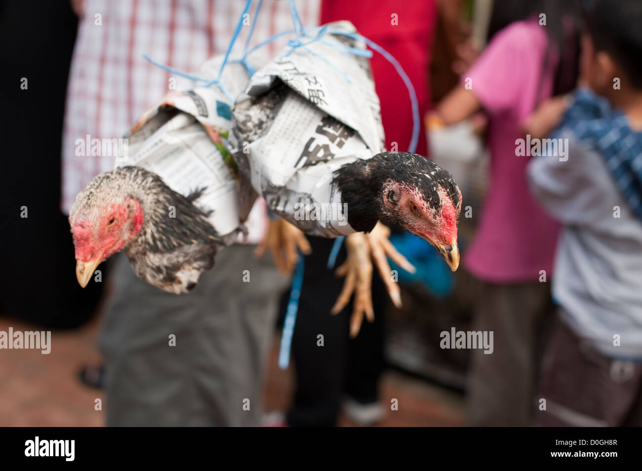 Chickens bought at a market wrapped up to take home, Brunei Stock Photo