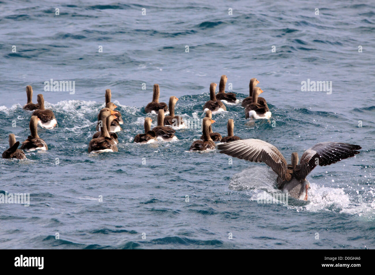 Greylag Geese in Sea of Hebides Stock Photo
