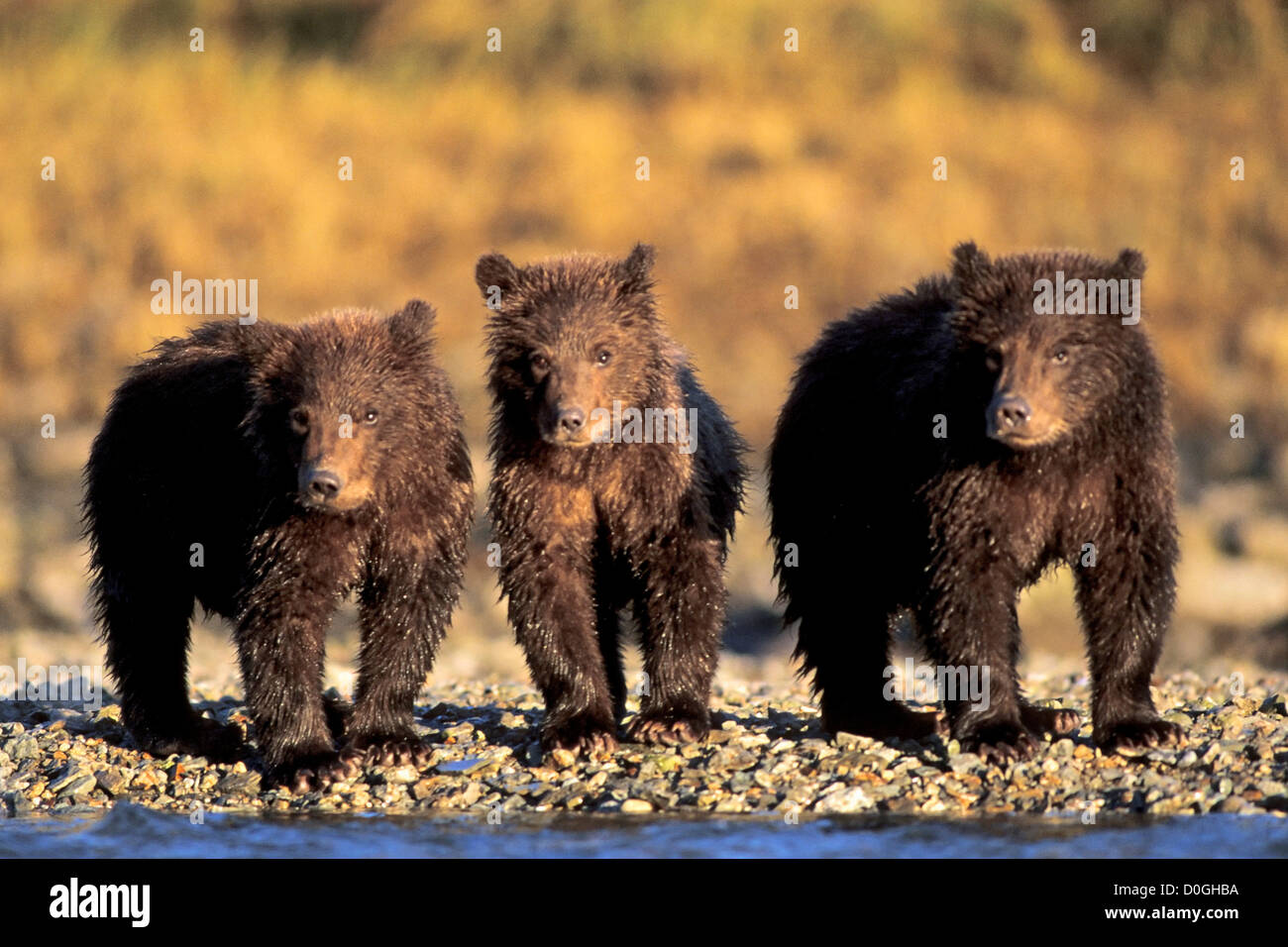 Three Spring Brown Bear Cubs at River's Edge Stock Photo