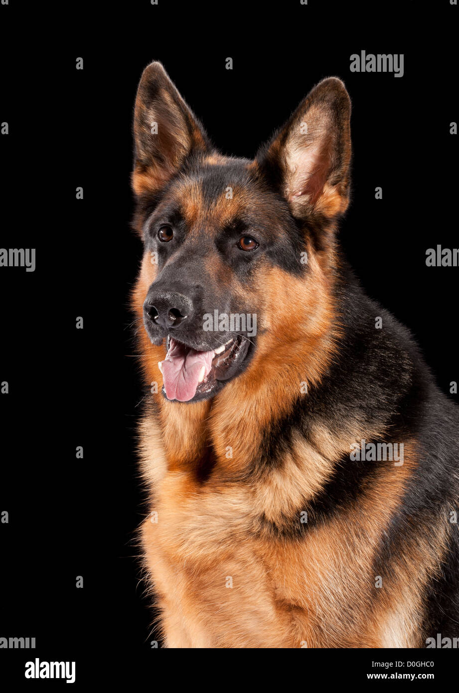 2 years old german shepherd