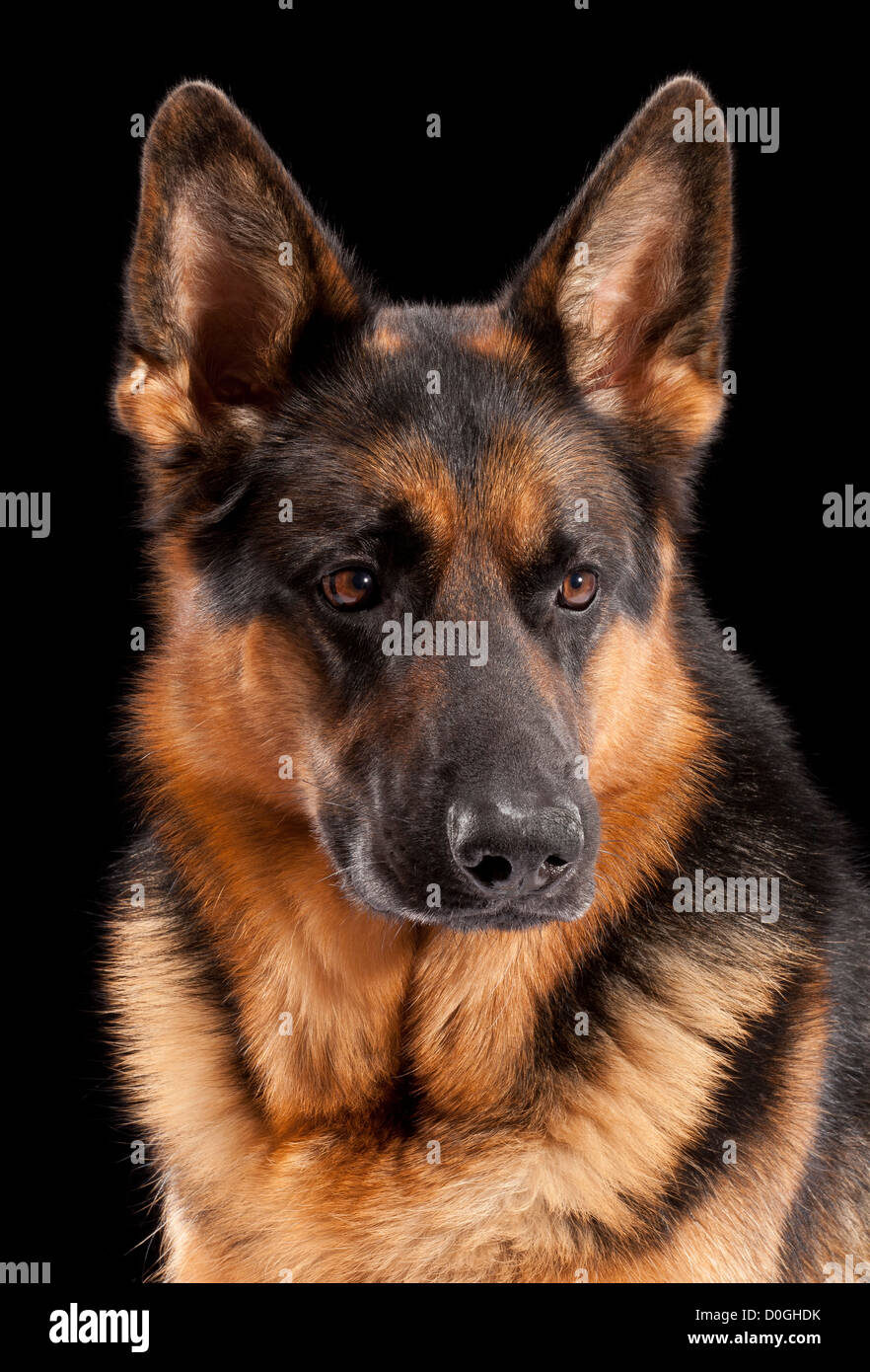 2 years old german shepherd