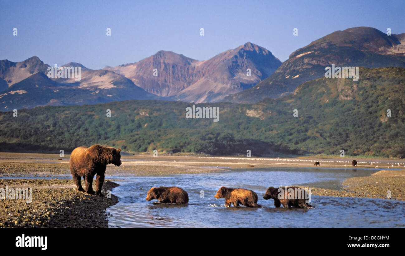 Brown Bear Sow Crosses River with Three Spring Cubs Stock Photo - Alamy