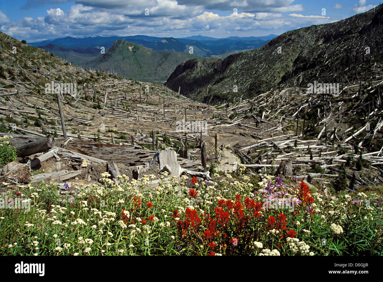 Eruption mount st helens hi-res stock photography and images - Alamy