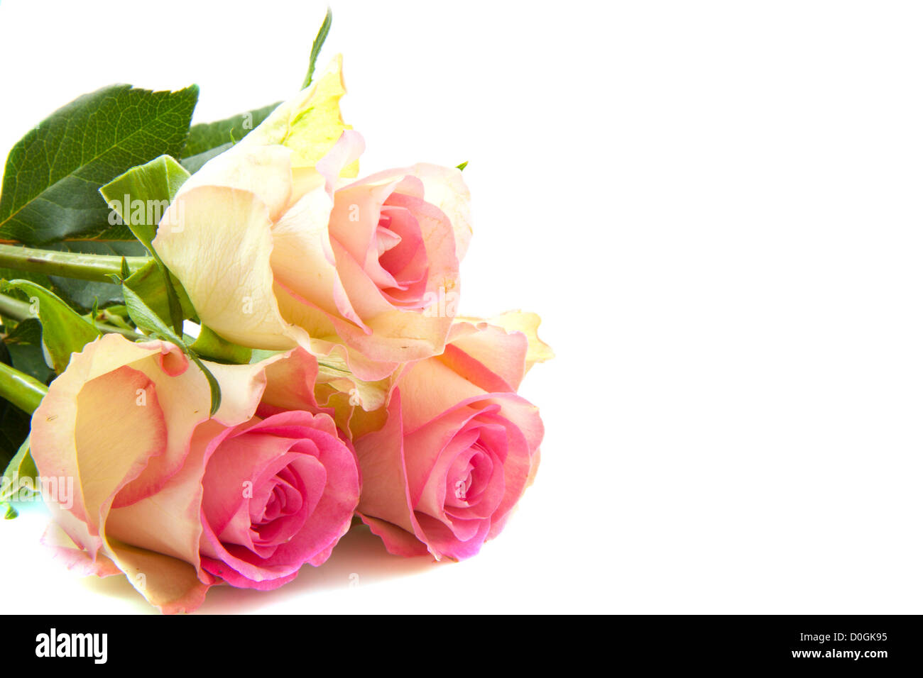Three beautiful pink roses isolated over white Stock Photo - Alamy