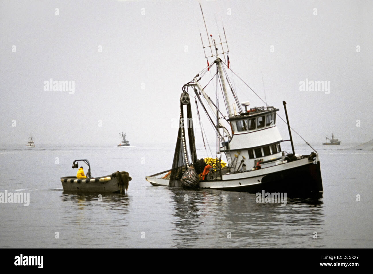 Purse Seiner Vessel with Catch of Chum Salmon Stock Photo