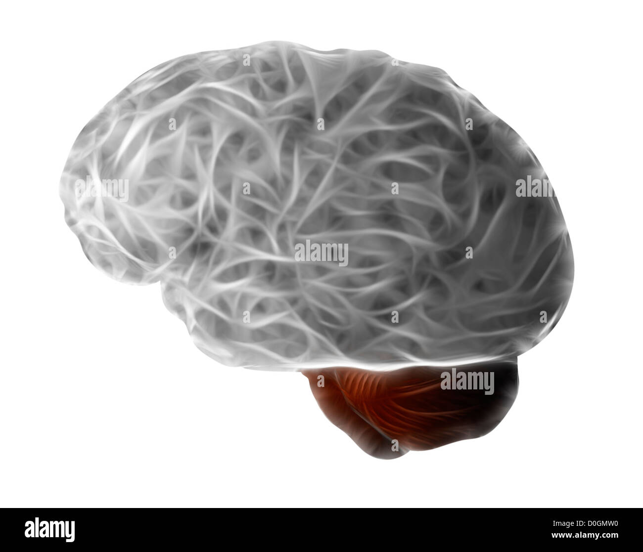 brain - cerebrum - gray matter Stock Photo