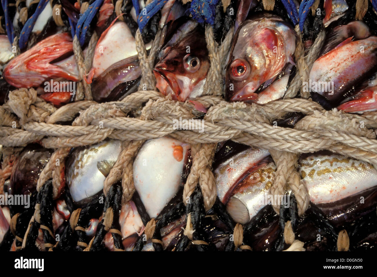 Net Full of Pacific Cod Stock Photo - Alamy