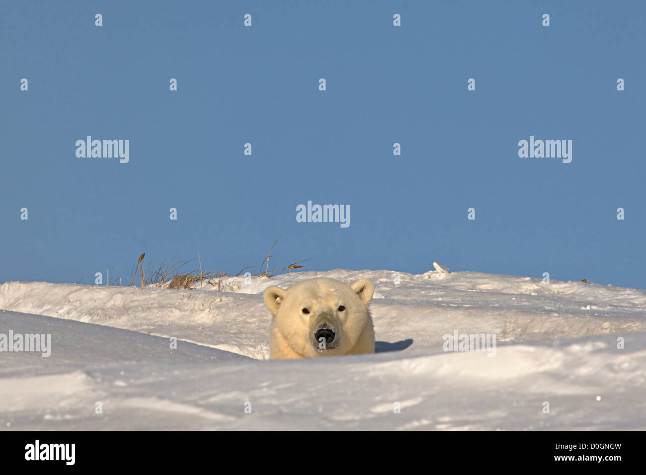 Polar Bear Sow Emerges From Her Den Stock Photo