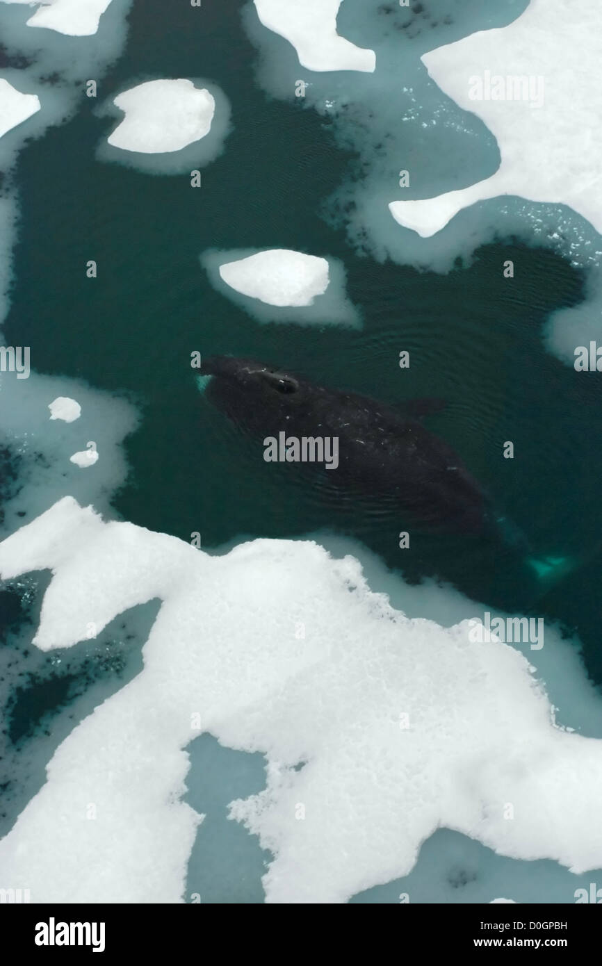 Bowhead whale swimming hi-res stock photography and images - Alamy