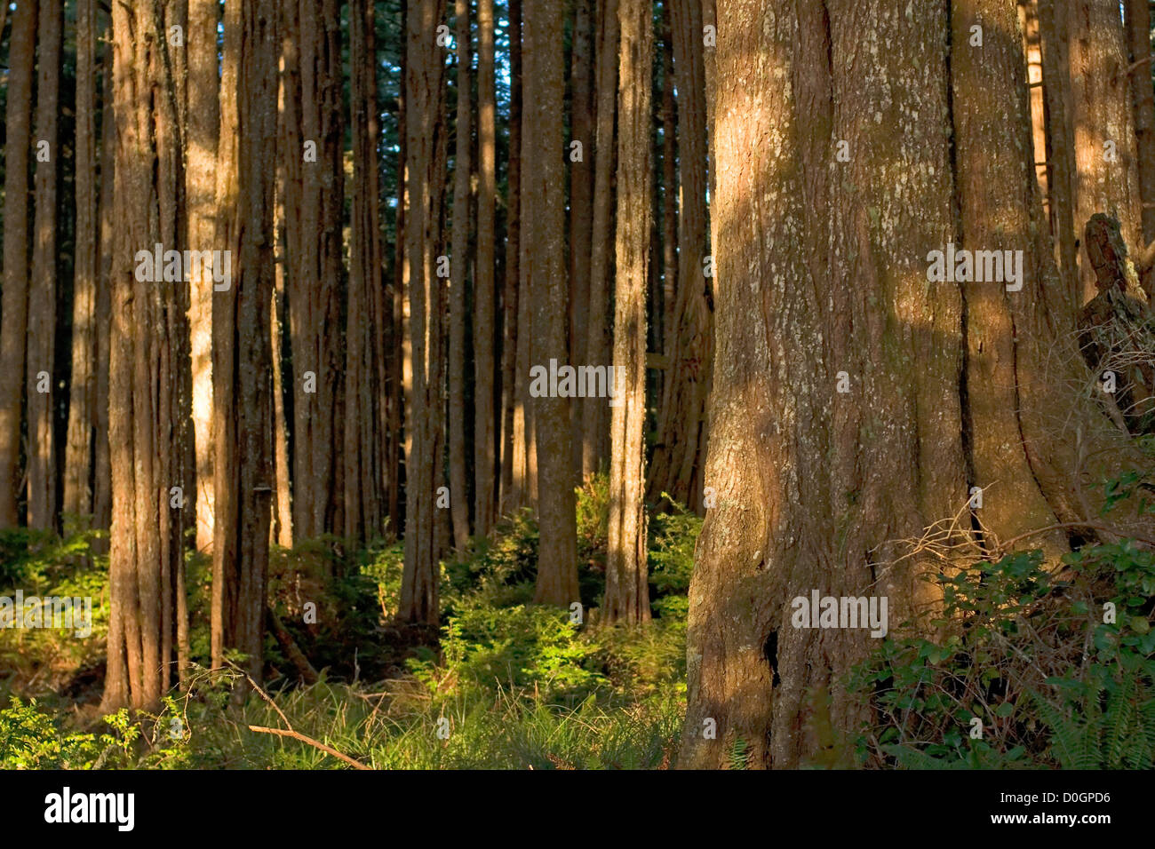 Trees in Temperate Rainforest Stock Photo Alamy