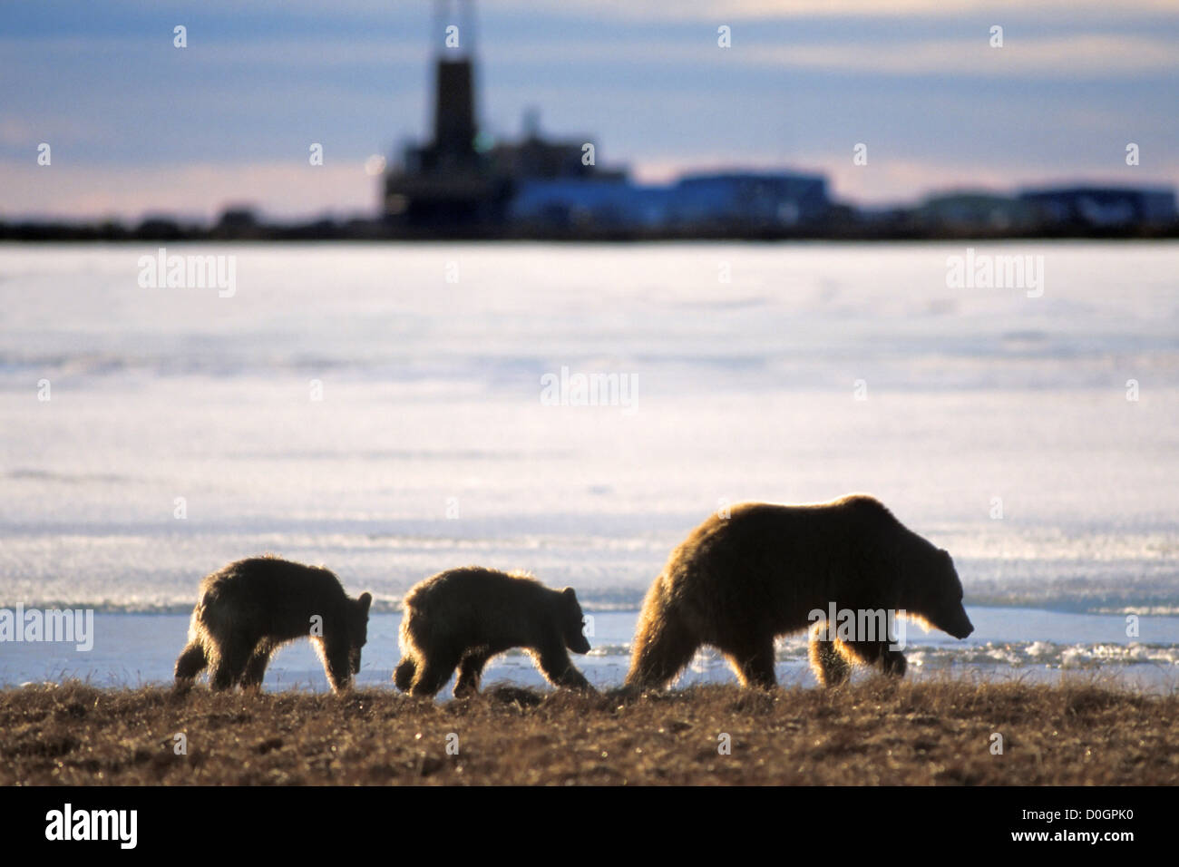 Arctic Grizzly Bear Sow with Cubs in Prudhoe Bay, Alaska Stock Photo