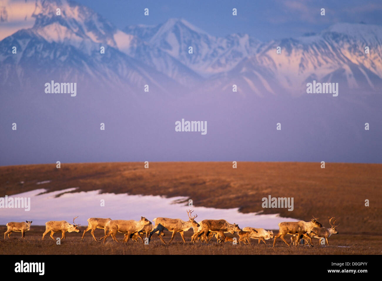 Barren Ground Caribou Herd in the Arctic National Wildlife Refuge, Alaska Stock Photo