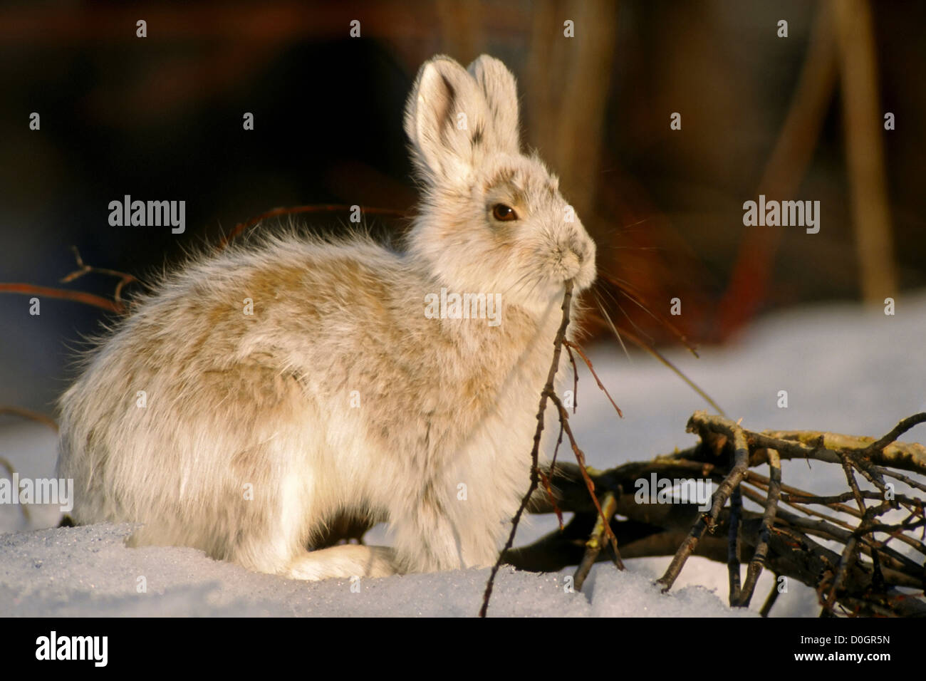 Snowshoe Hare Feeding on Branches Stock Photo Alamy
