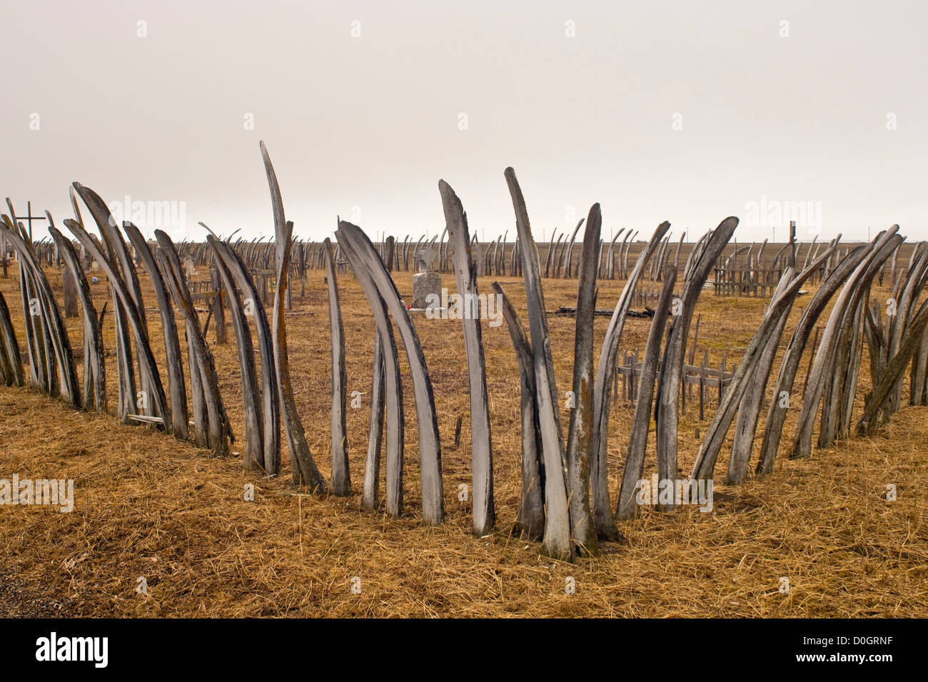 Inupiaq Graveyard Fenced With Bowhead Whale Bones Stock Photo
