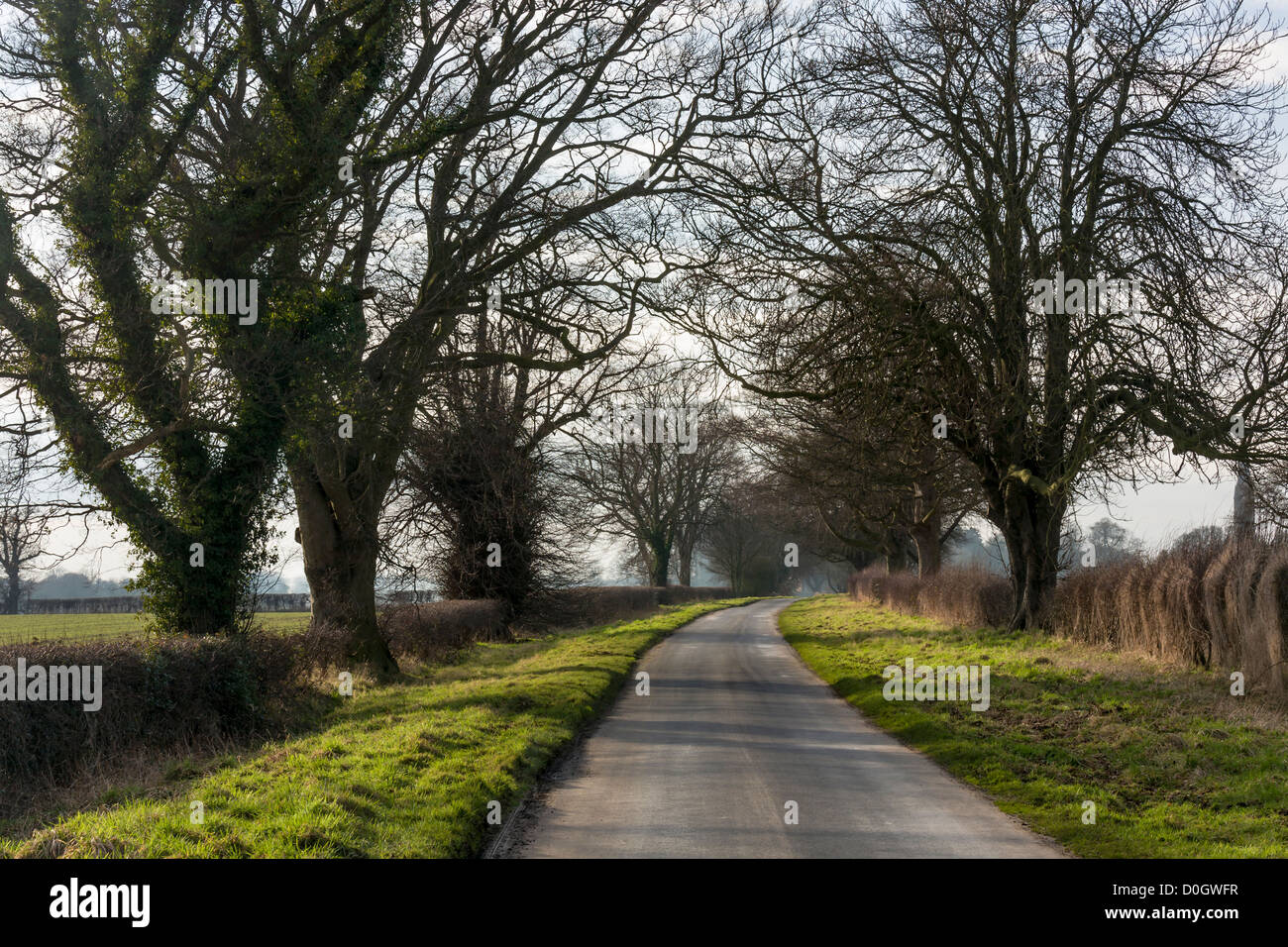 A tree lined country road in winter. South Dalton, East Yorkshire