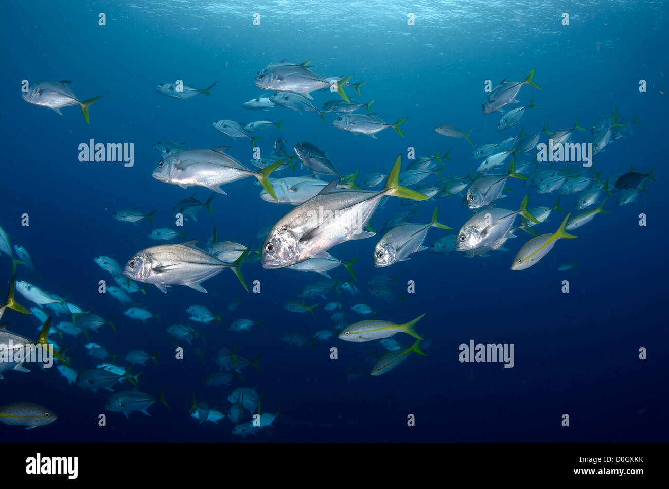 Horse eye jack fish, Bonaire, Netherland Antilles, Caribbean Stock