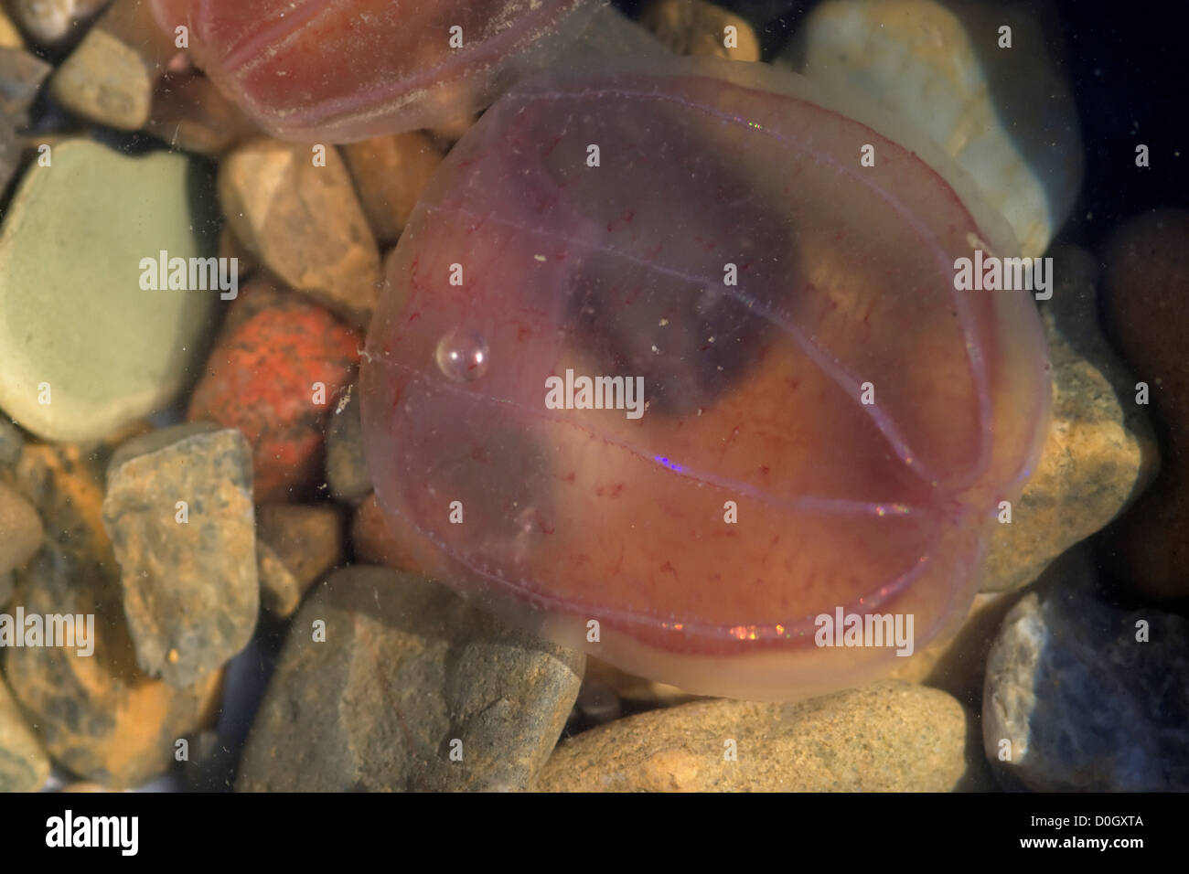 Jellyfish Found in the Beaufort Sea Stock Photo Alamy