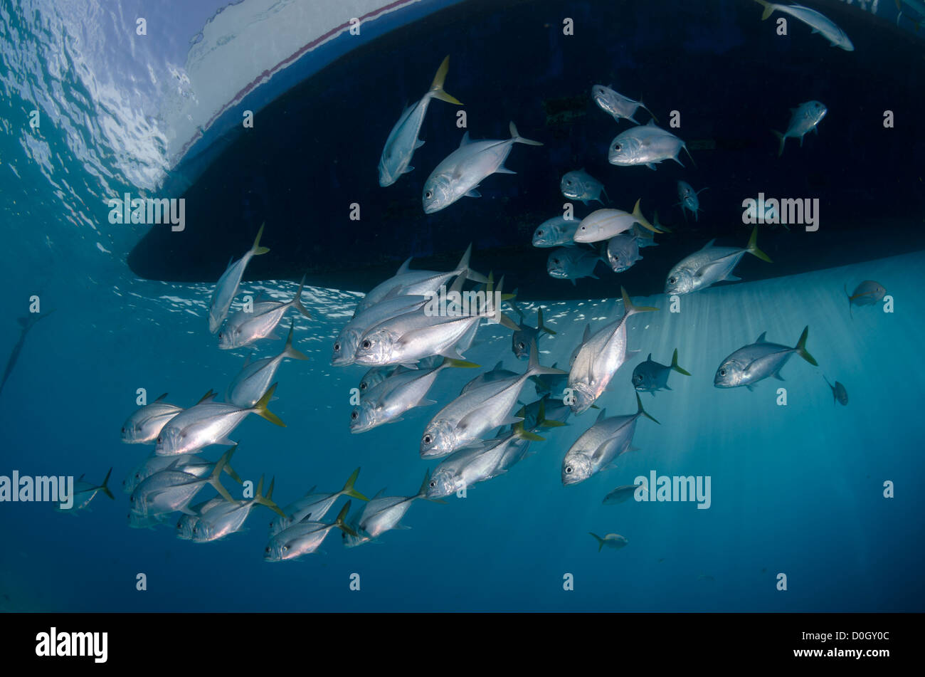 Horse eye jack fish, Bonaire, Netherland Antilles, Caribbean Stock