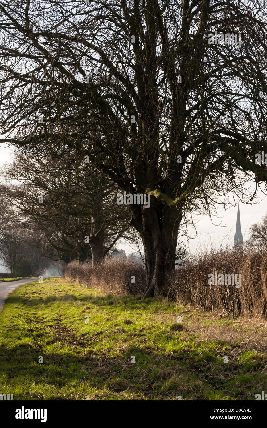 A tree lined country road in winter. South Dalton, East Yorkshire