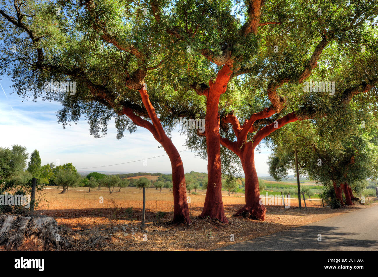 Cork trees in the Alentejo, Portugal Stock Photo Alamy