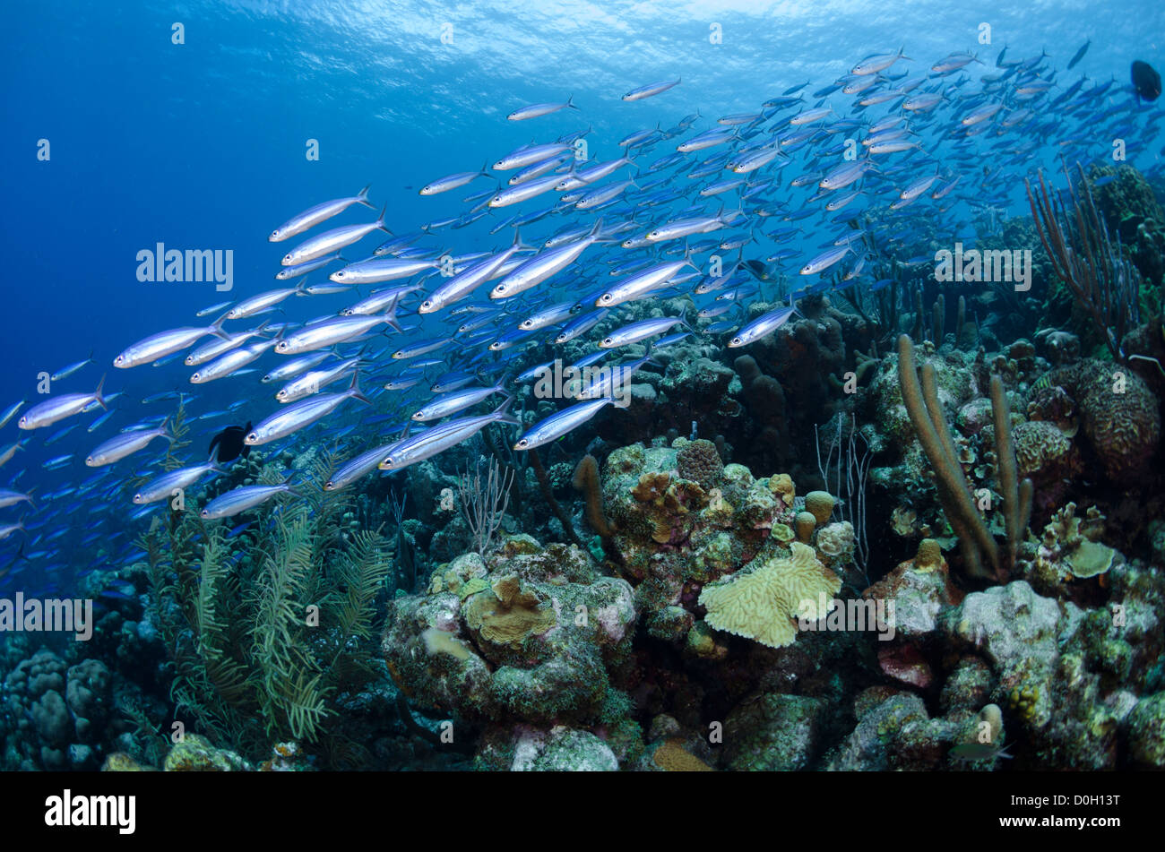 Schooling fish bonaire fish fish hires stock photography and images