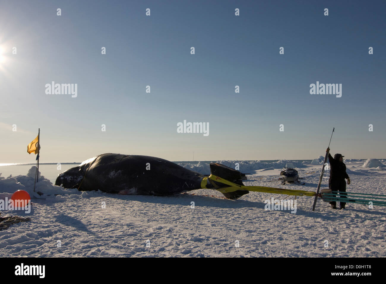 Inupiaq Whalers Haul in a Bowhead Whale Catch Stock Photo - Alamy