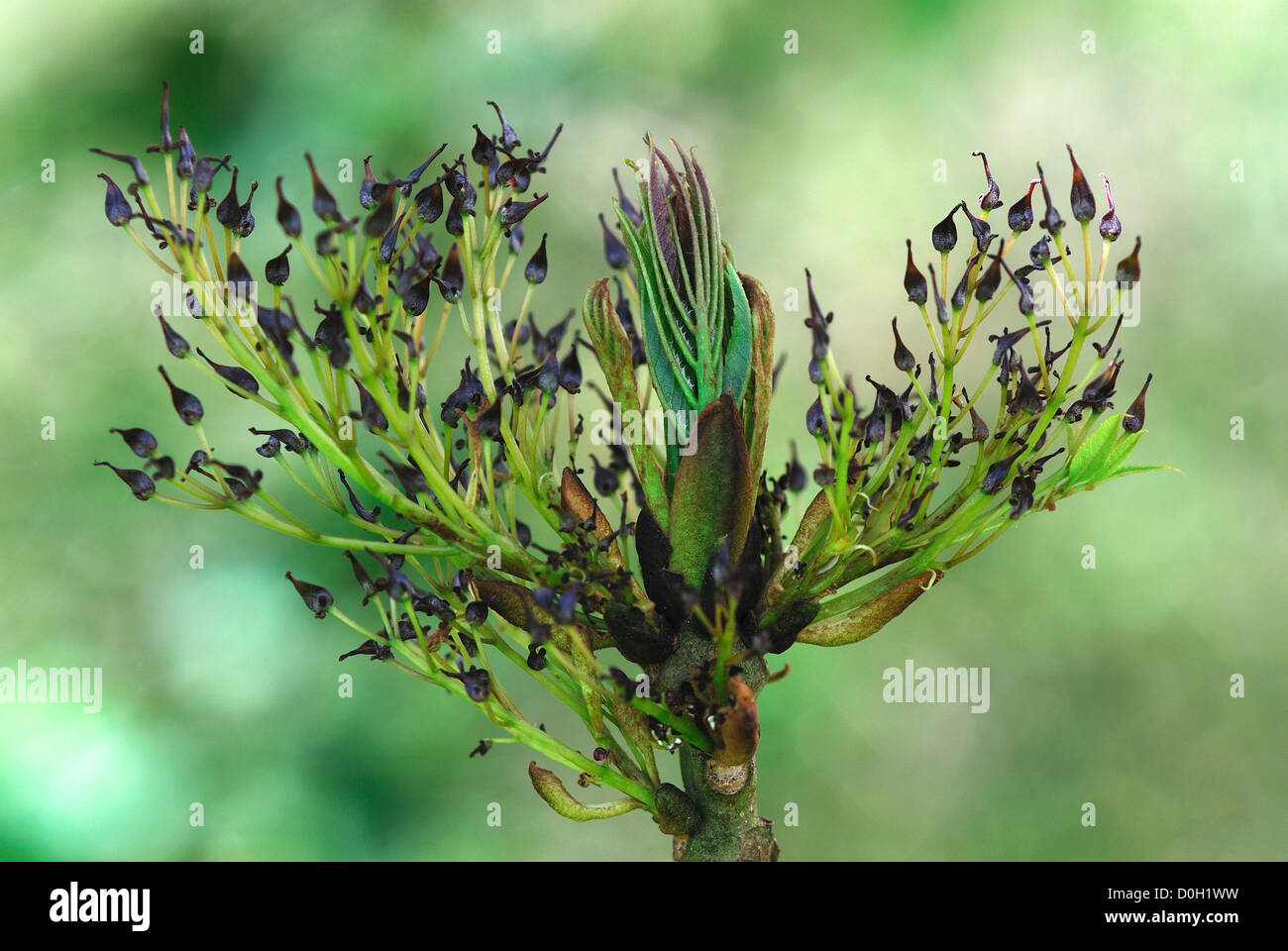 Ash blossom in Spring UK Stock Photo Alamy