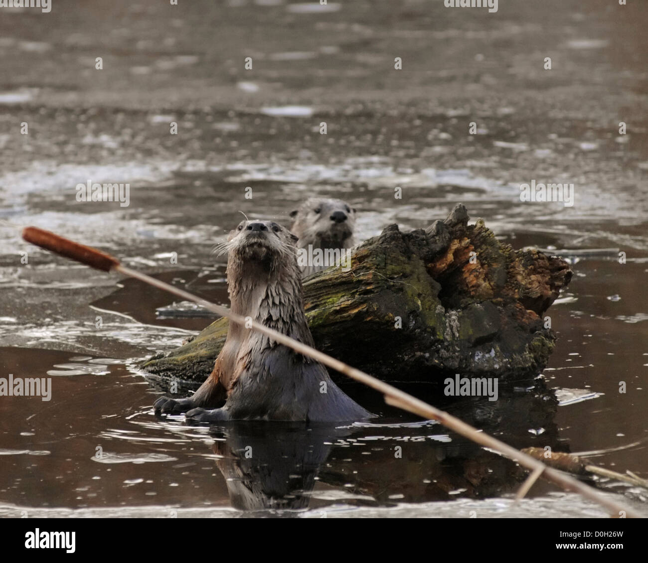 Sea Otters in Puget Sound Stock Photo - Alamy