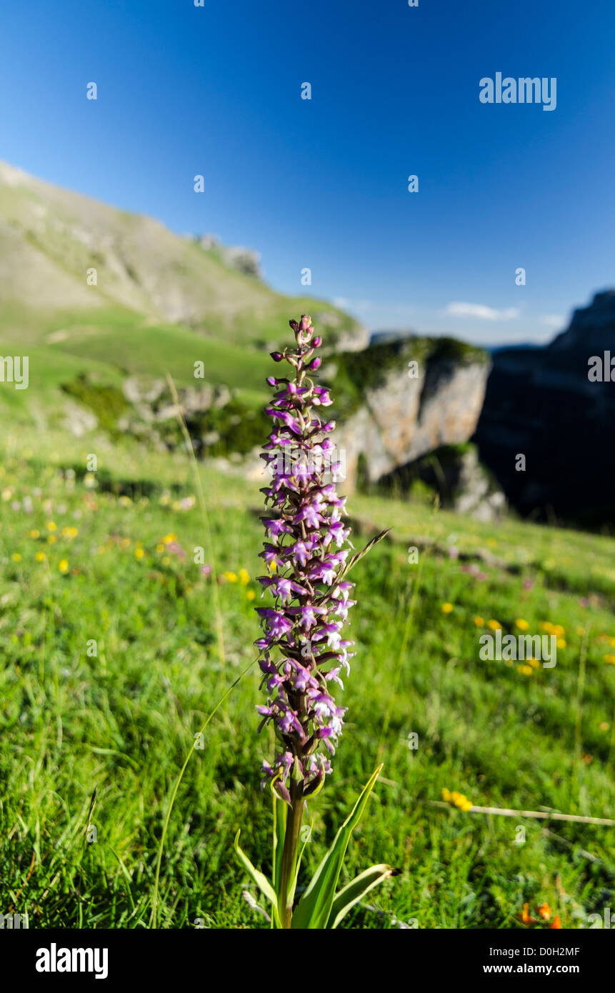 Pastureland at Ordesa & Monte Perdido National Park, Huesca, Aragon, Spain Pyrenees Stock Photo