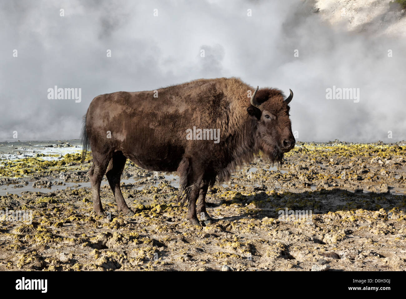 American Bison - female standing in the mud caldron - Yellowstone NP Stock Photo